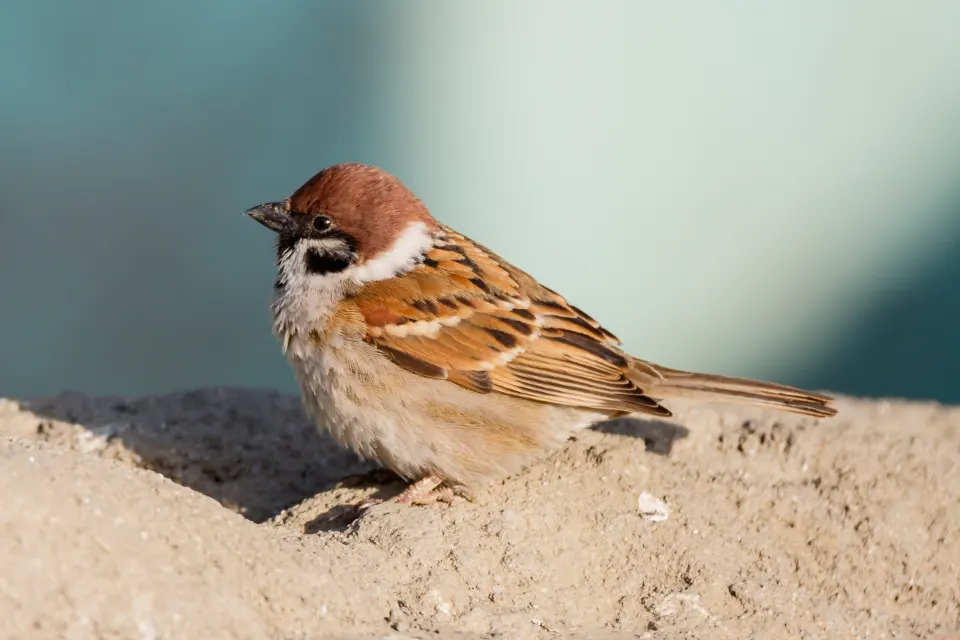 Eurasian Tree Sparrow, Passer montanus