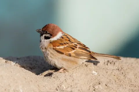 Past Source Evidence KoreAves - South Korean birdlife, traced to evidence
